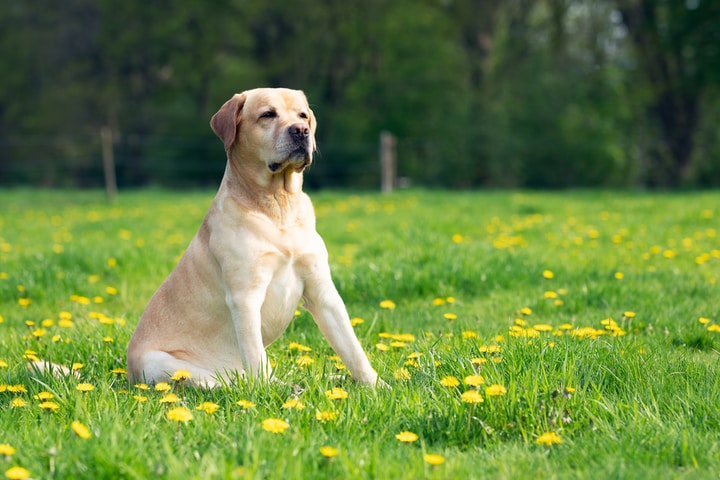 Labrador